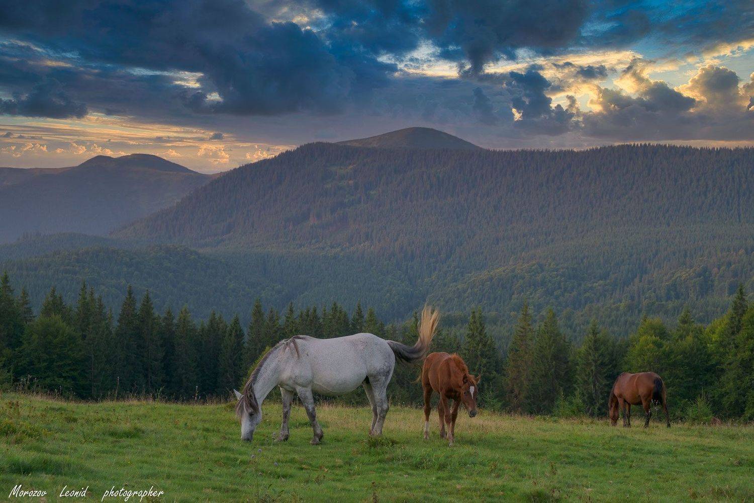 #nature, #туман, #лес, #oсень, #украина, #карпаты, #пейзаж, #закат, #туман, #солнце, #свет, #mountain range, #mountains, #туризм, #лес, #nature, #природа,, Леонид Морозов
