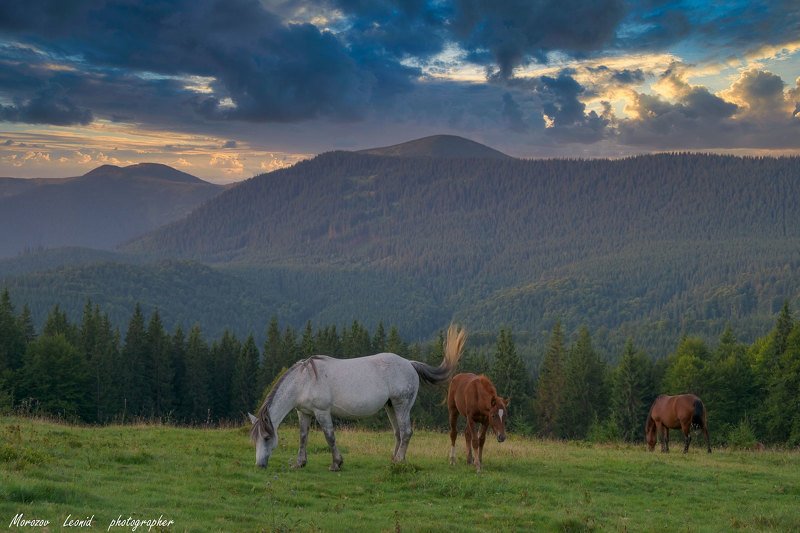 #nature, #туман, #лес, #oсень, #украина, #карпаты, #пейзаж, #закат, #туман, #солнце, #свет, #mountain range, #mountains, #туризм, #лес, #nature, #природа, Карпати - Горгани фото превью