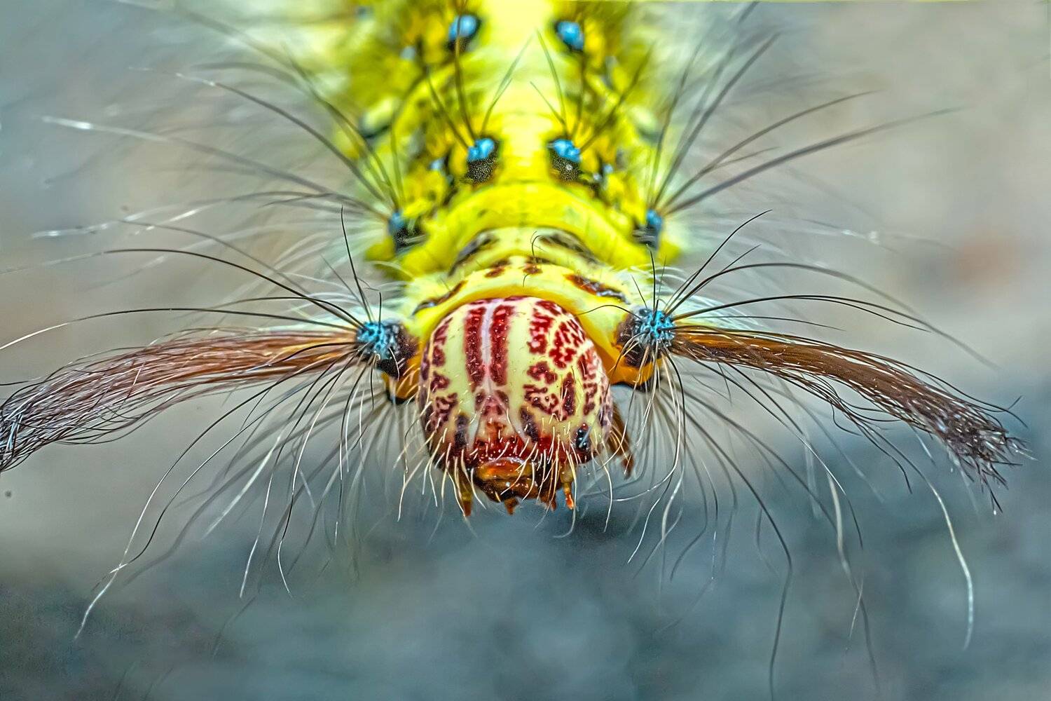 insect, macro, close up, beauty, beautiful, yellow, feather, leaf, bug, butterfly, small, NeCoTi ChonTin