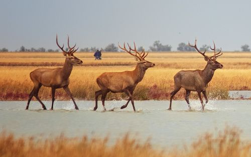 Грациозность
