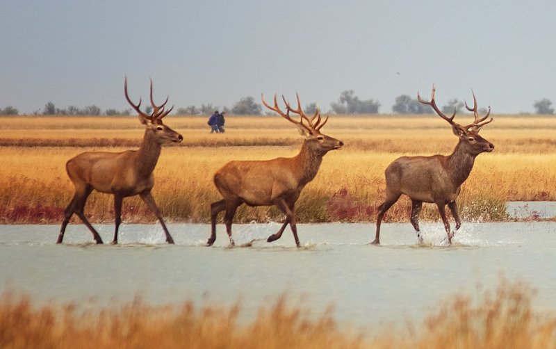 благородные олени, олени, джарылгач, украина, остров , рассвет, заповедник,nature reserve, red deer, deer, dzharylgach, ukraine, island, dawn, reserve Грациозность фото превью