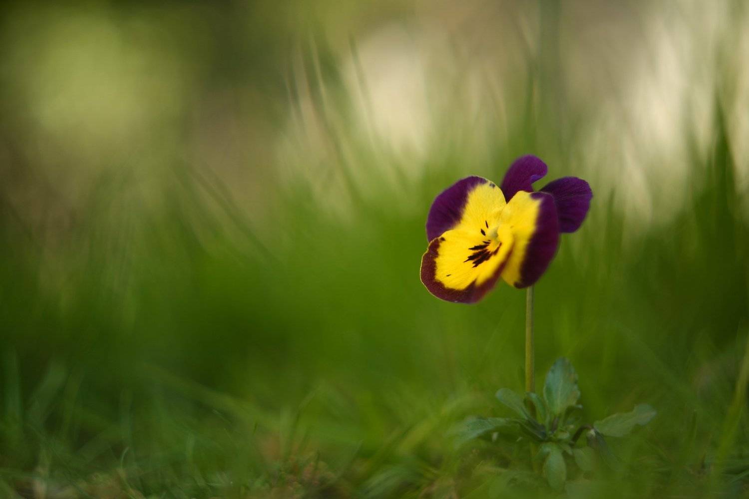 , Эдуард Колобошников