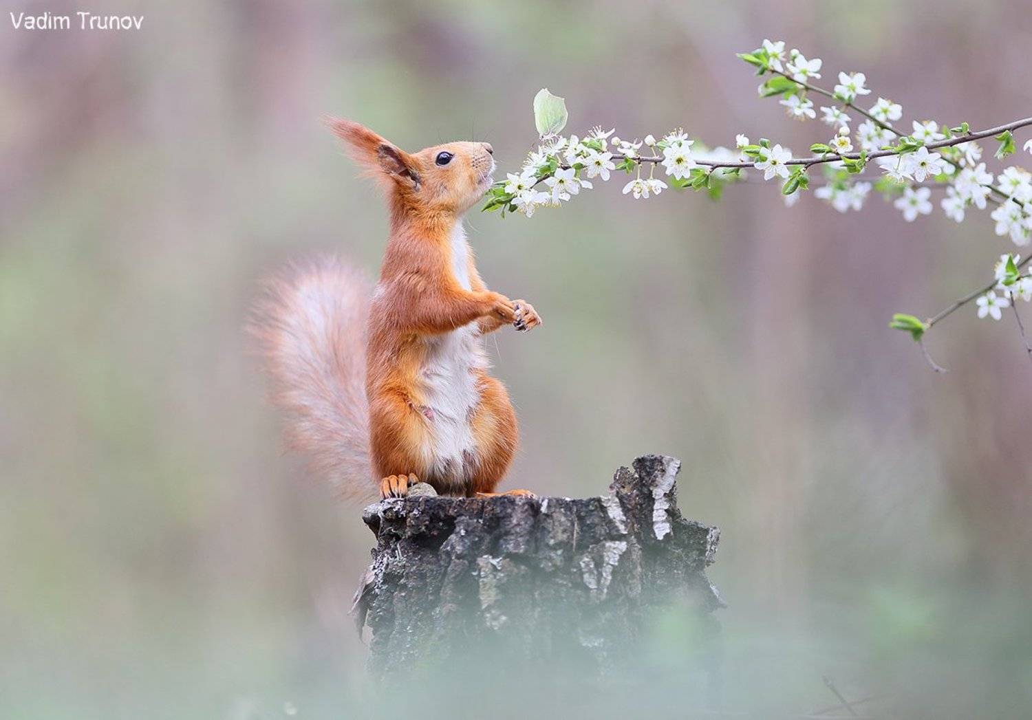 белка, весна, squirrel, Вадим Трунов