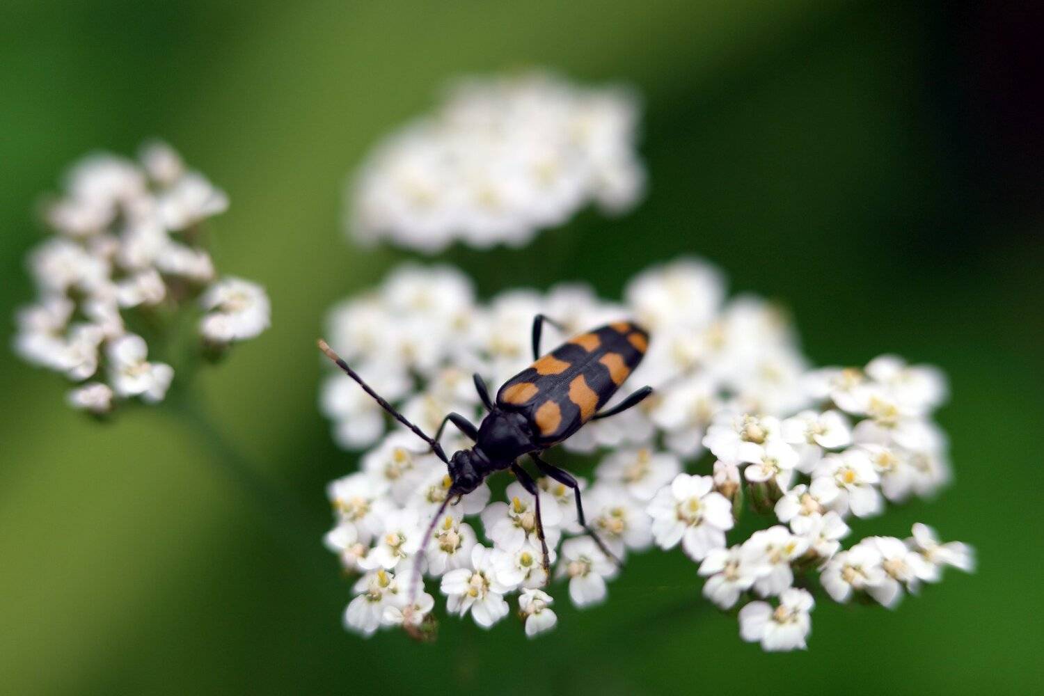 rutpela maculata, жук, усач, белый, скатерть, Дмитрий Ткаченко