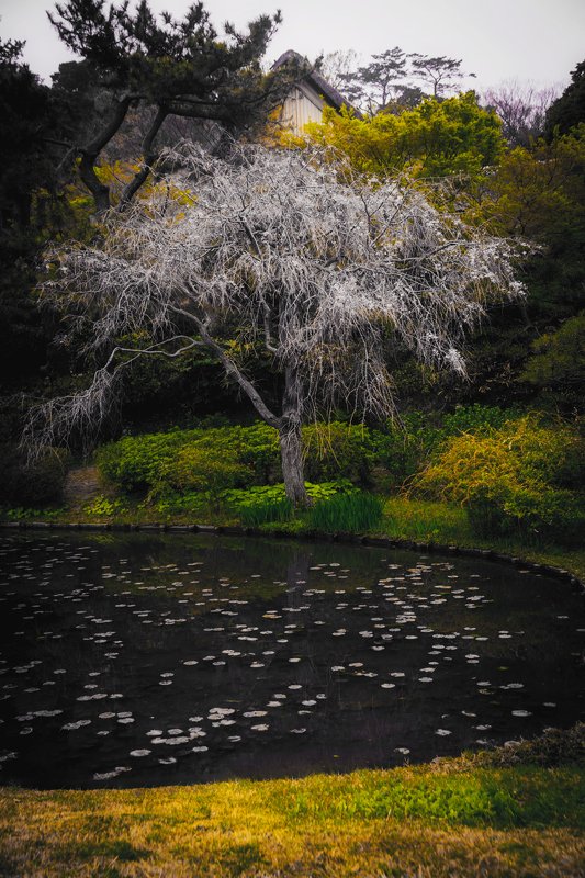park pond senkeien yokohama nopeople japan park tree winter dead alone green left in the winter фото превью