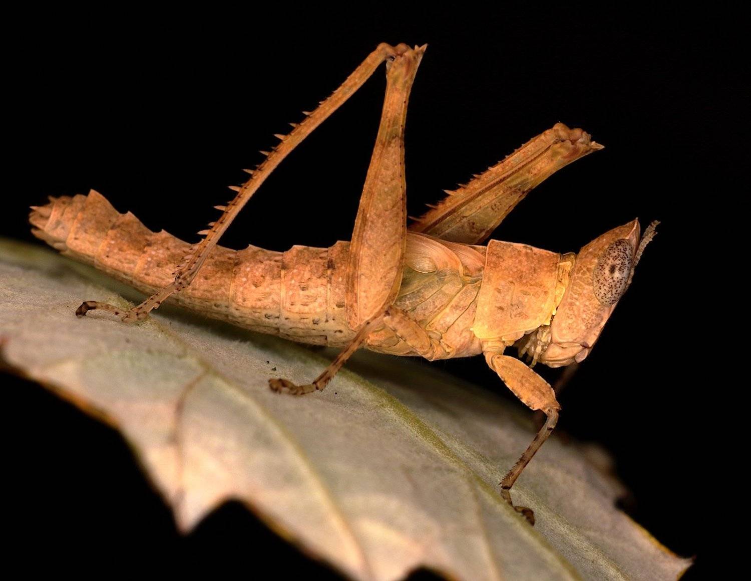 эриантус прямокрылое насекомое, Александр Зорин