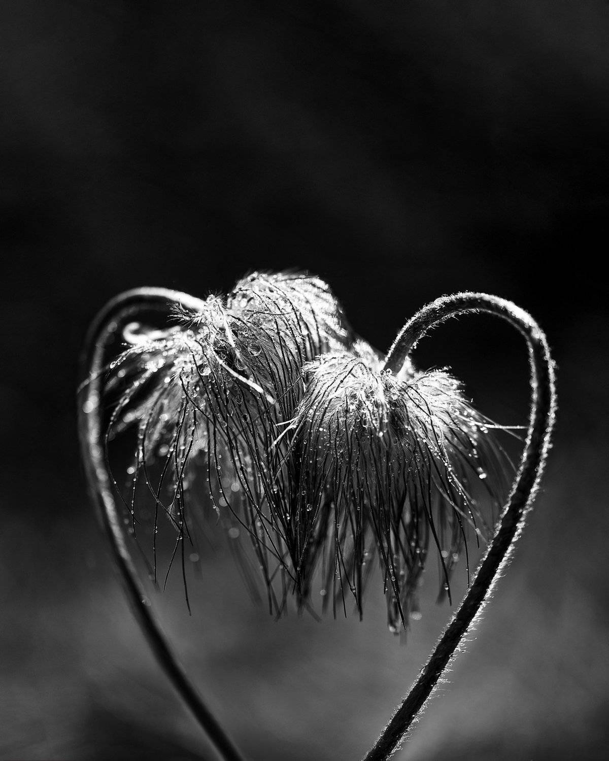 macro, nikon, nature,sigma, цветы, макро, боке, Анна Дегтярёва