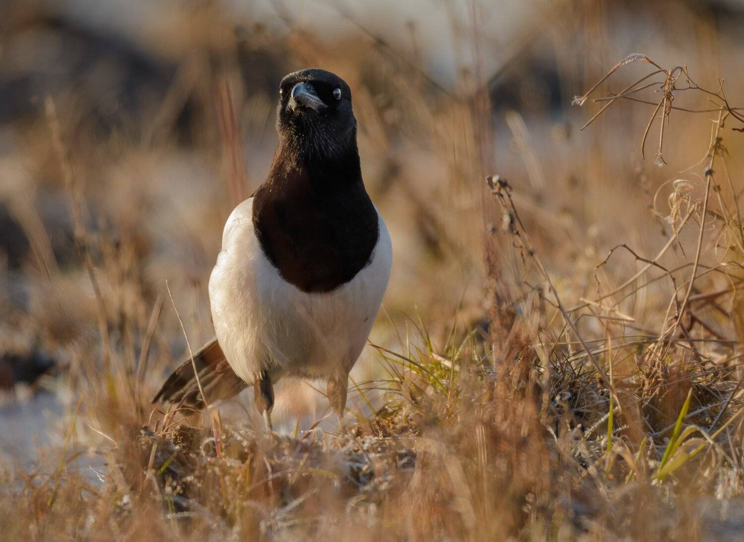 Сорока,утро,Озернинское водохранилище,иней,Озерна, Рузский район, чёрно-белая птица,Pica pica, Ксения Соварцева
