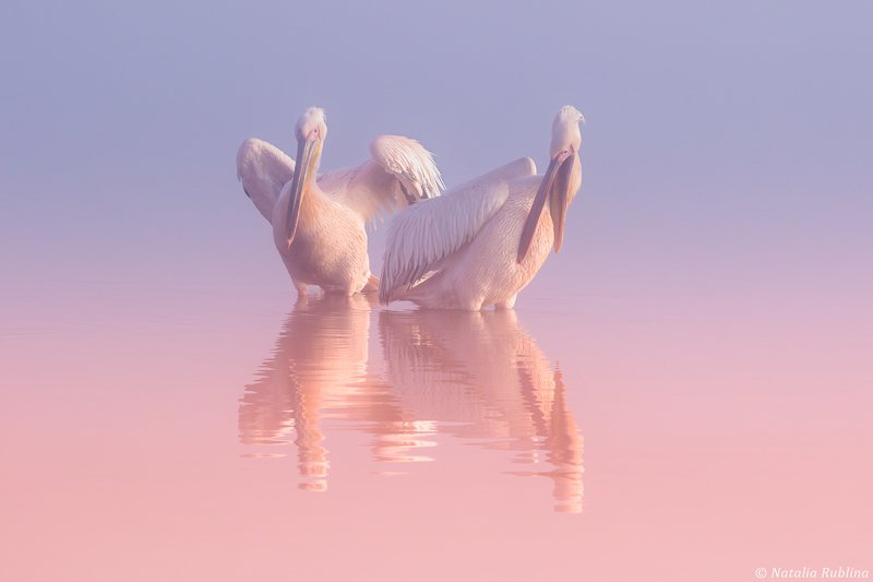 пеликаны,белые пеликаны,птицы,животные,минимализм,природа Два Пеликана ... фото превью