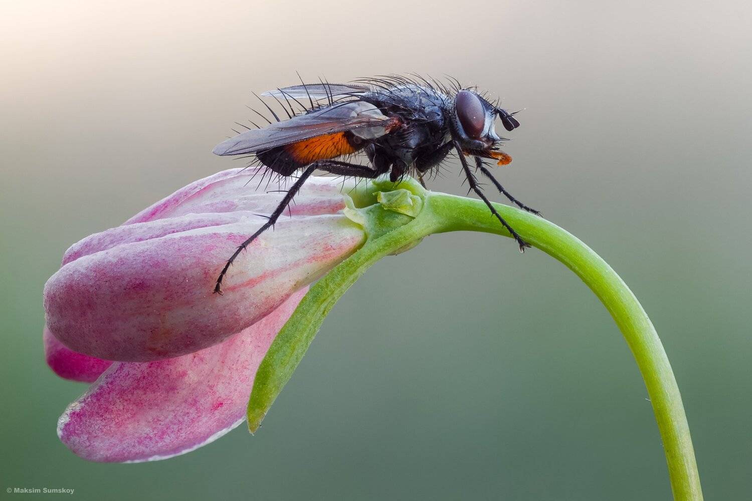 макро,стекинг,вега-11у,тахина,утро,весна,цветок, Максим Сумской