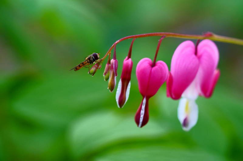 south korea, seoul, spring, flower, bokeh, fantastic, beautiful, pink, red, bleeding heart, bee, insect Bleeding heart фото превью
