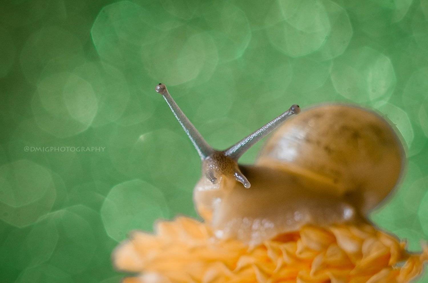 макро, улитка, макромир, природа, цветок, растение, , Дмитрий Гусалов