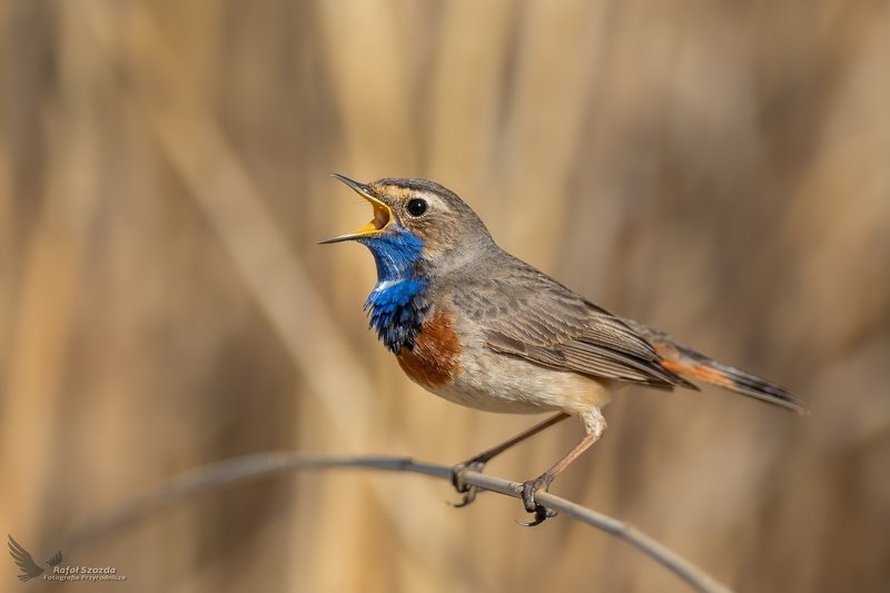 Podróżniczek, Bluethroat (Luscinia svecica) ... 2020r фото превью