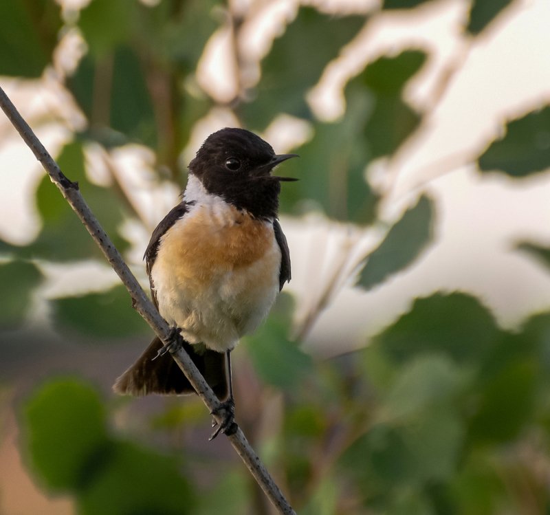 черноголовый чекан.. (самец) фото превью
