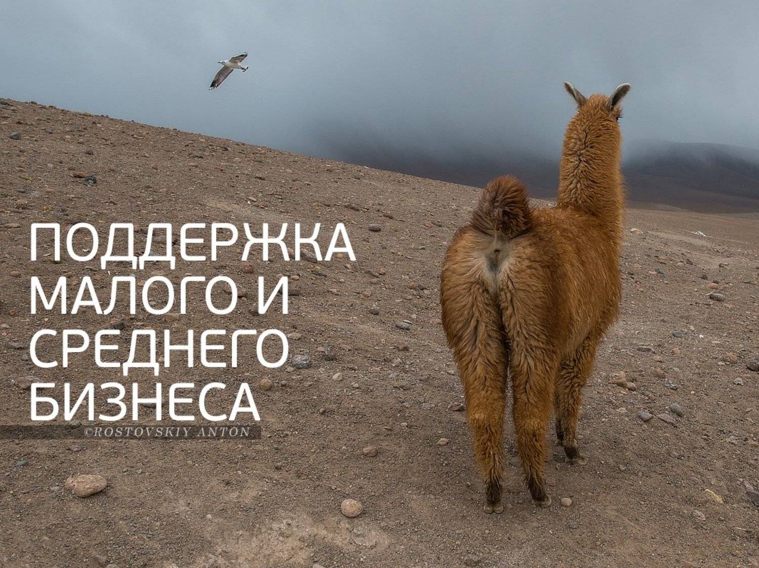 Боливия, фототур, лама, альпака, юмор,, Антон Ростовский