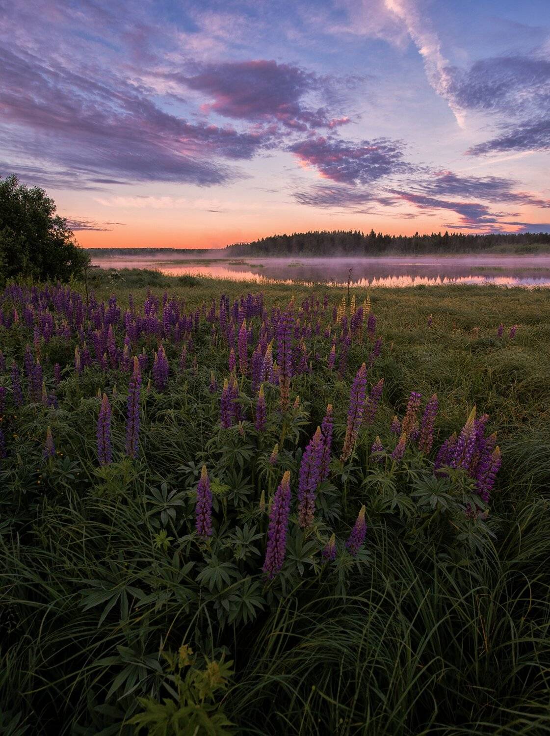 рассвет, люпины, лето,красота, природа, Карепанов Евгений
