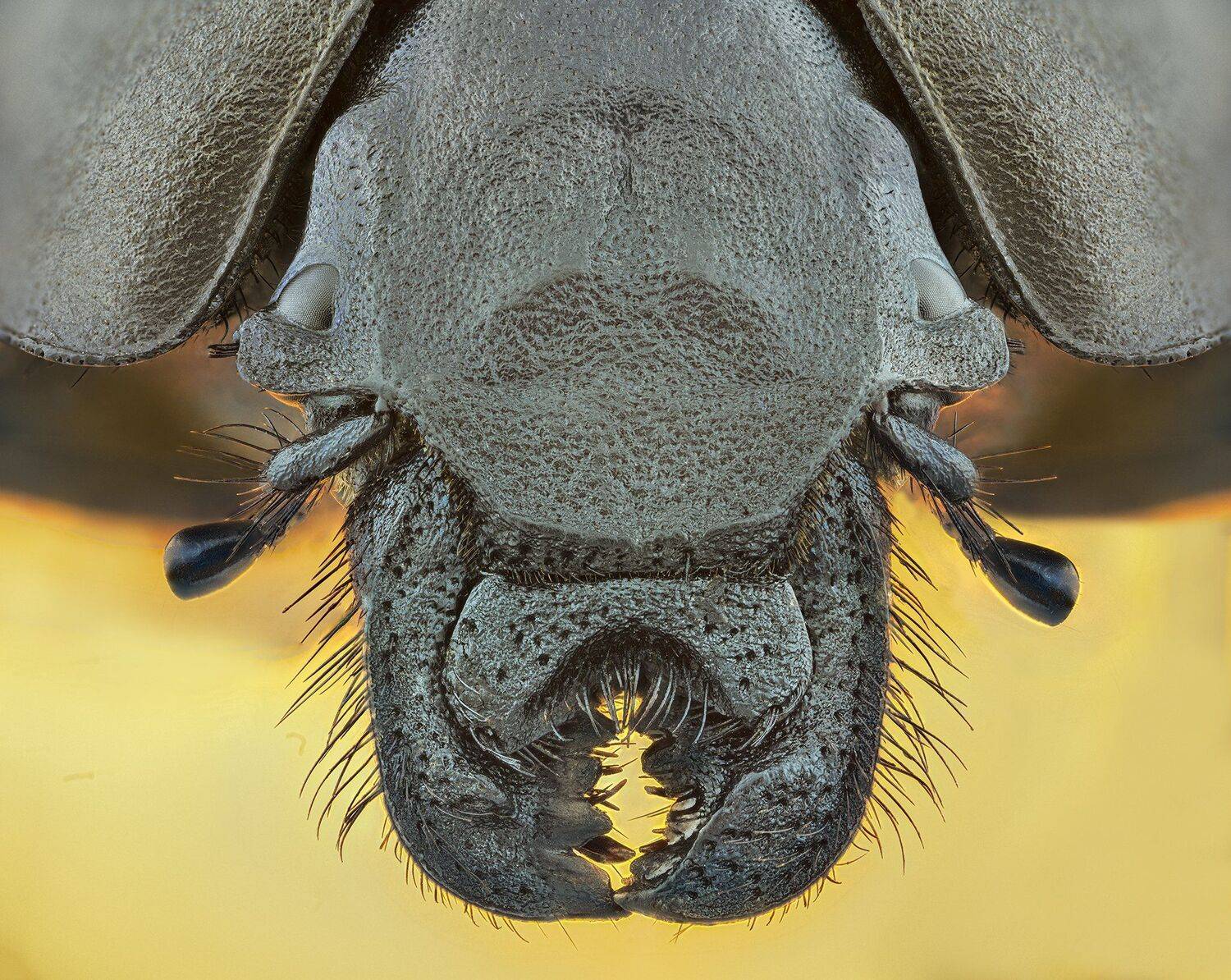 ceclii, macro, nikon d3400, lomo 3.7, Tsvetan Ganev