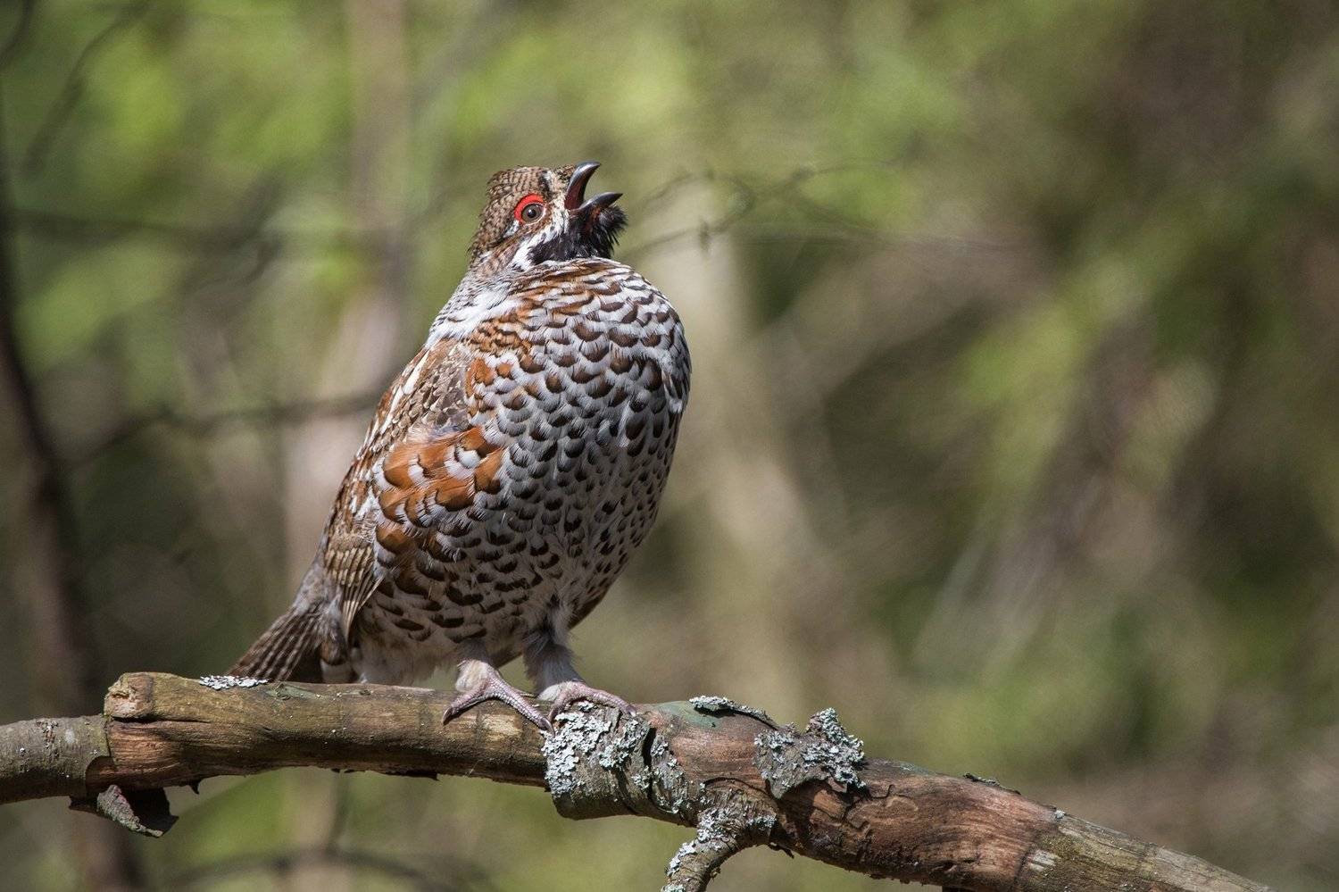 , Сумников Алексей