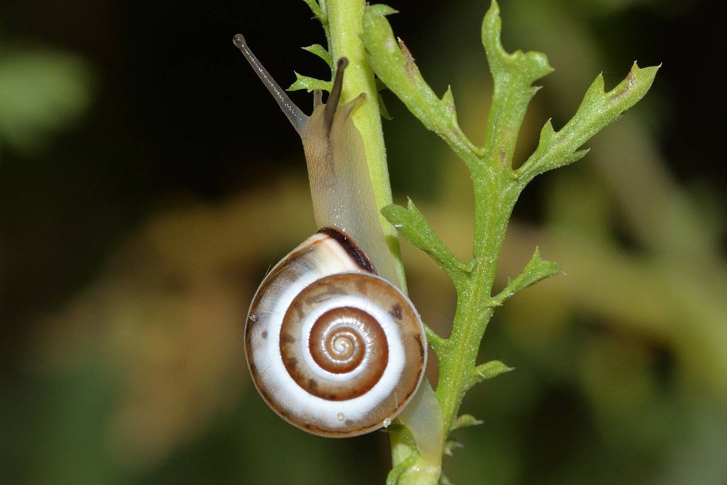 #998, vladimir algazin