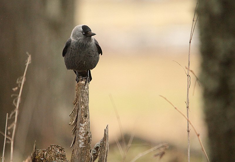 животные птицы весна галка Сижу жду... фото превью