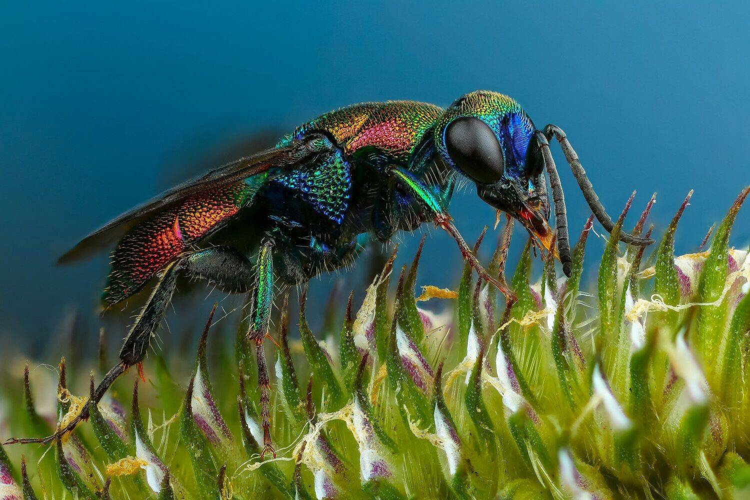 оса,макро,природа,голубой,цвет,растение,животное, Андрей Шаповалов