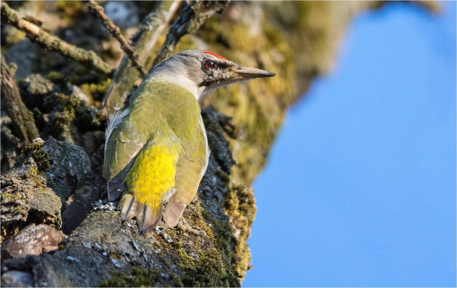 птица седой дятел, Руслан Сигушин