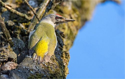 Седой дятел