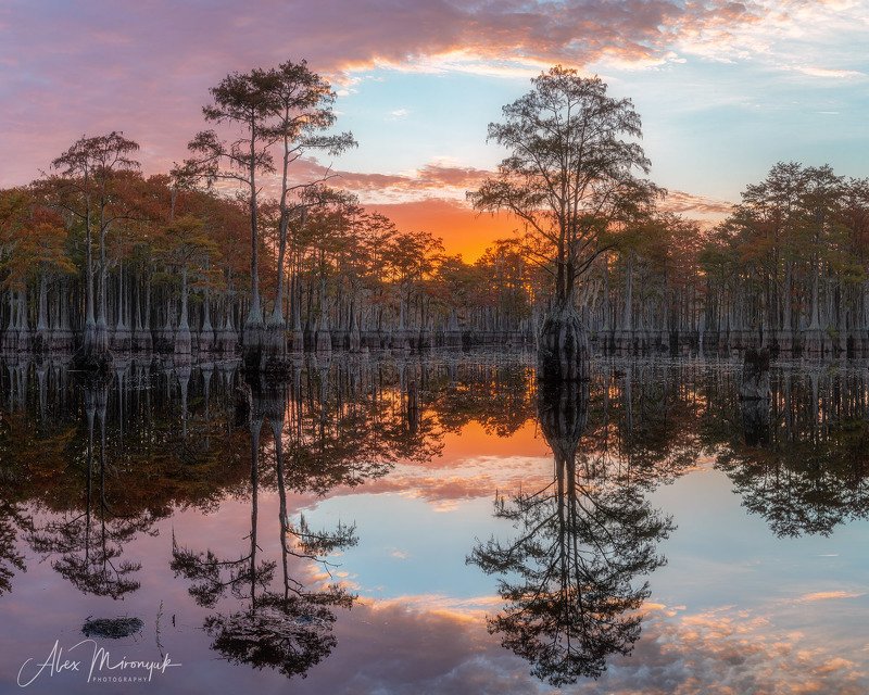 кипарис, болото, озеро, отражение, вода, туман, утро, осень, фото-тур, США Утренняя зорька на кипарисовом озере фото превью