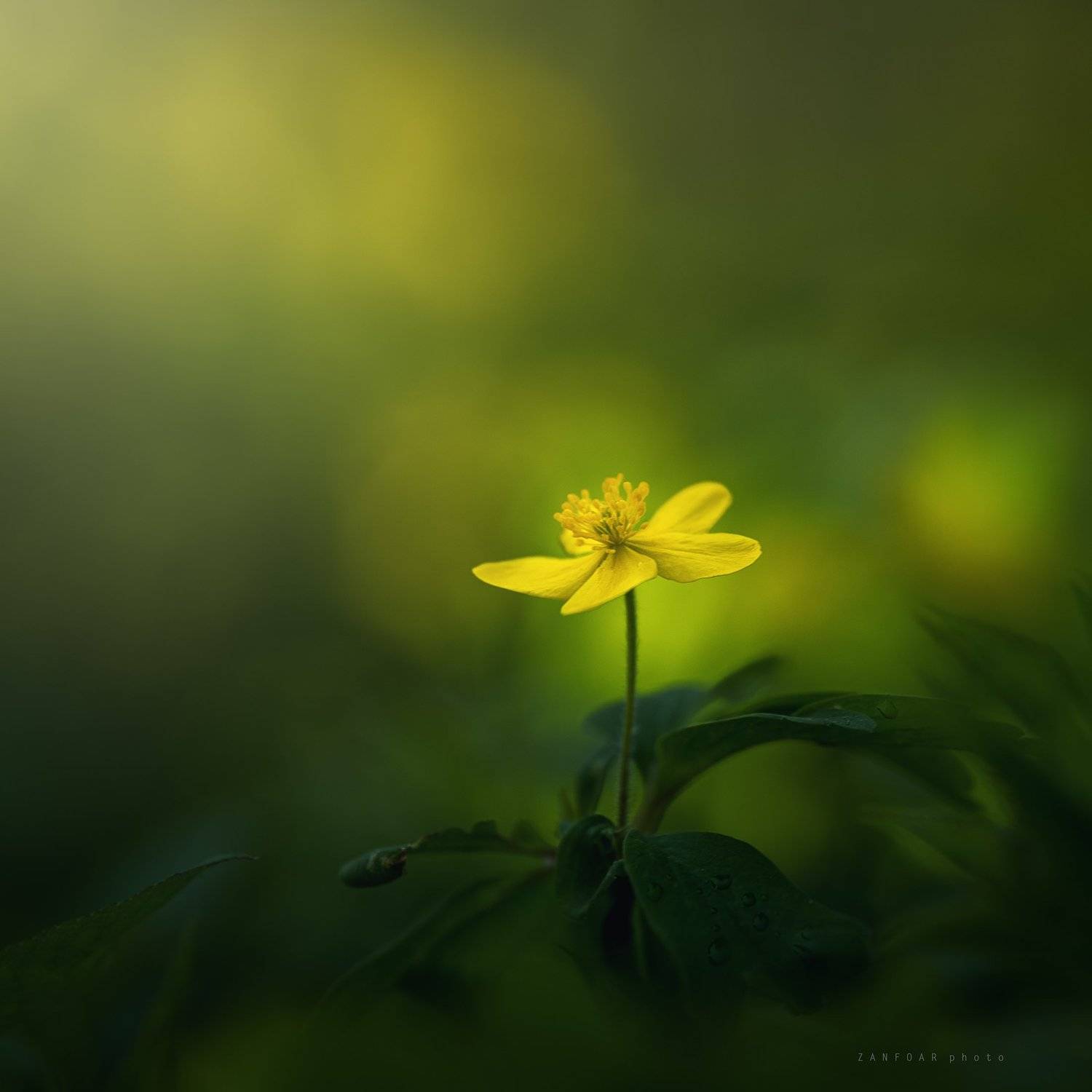 желтая красавица,zanfoar,czechia,czech republic,nikon d750,macro,чехия,  Zanfoar