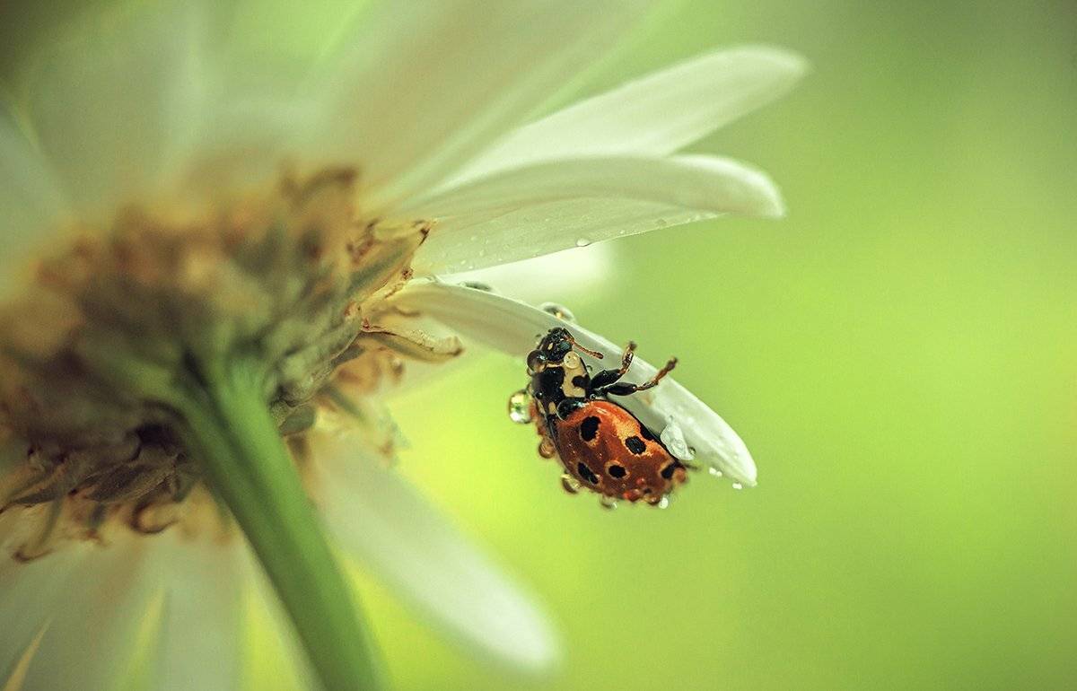 , Рут Андрей