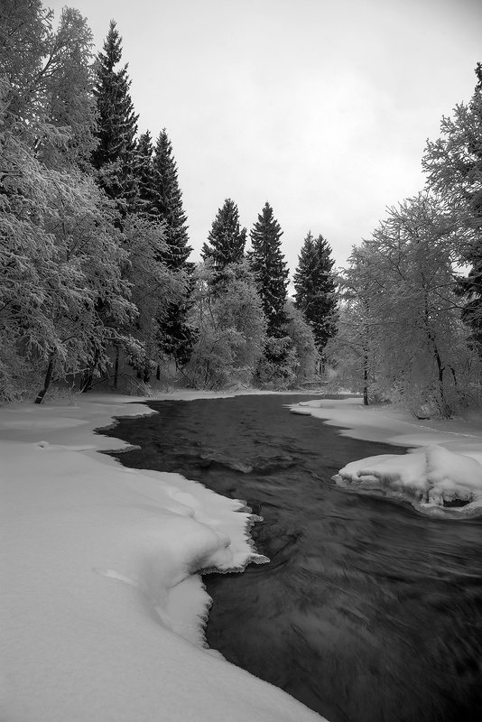карелия Река  и ёлки фото превью