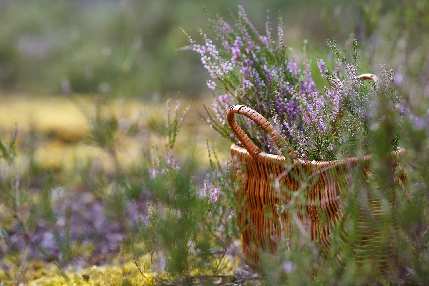 вереск, запах меда, моя беларусь, Ирина Горюкина