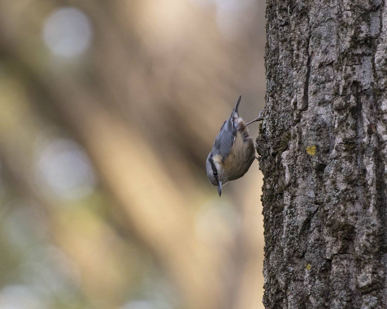 , Евгени Стефанов