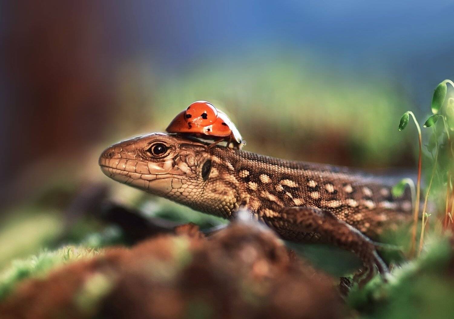 , Лапшина Владлена