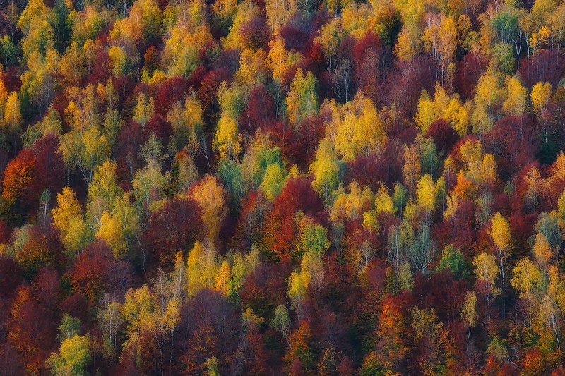 Autumn tissue фото превью
