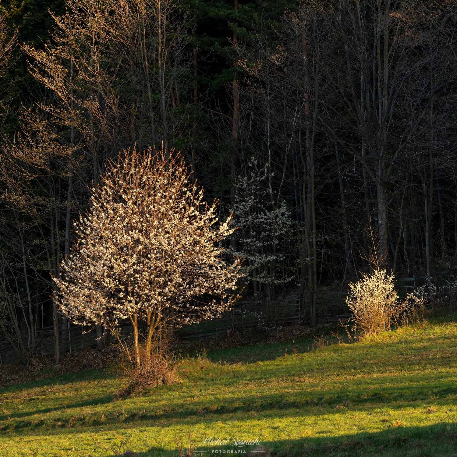 #spring #zawoja #landscape #sky #sunrise #mountains #morning #pentax #benro #tree #trees, Michał Sośnicki