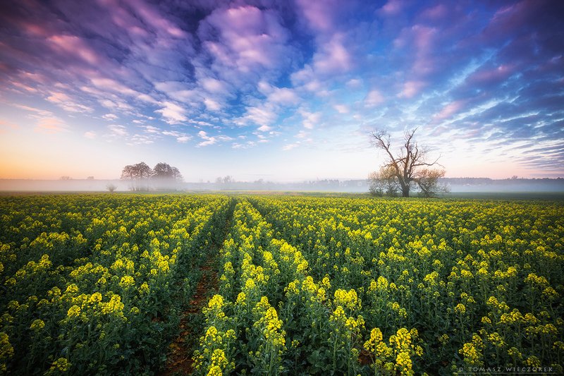poland, polish, landscape, sunrise, sunset, colours, awesome, amazing, adventure, travel, beautiful, morning, clouds, colza, spring, sky, fog, mist, mood Spring paradise фото превью