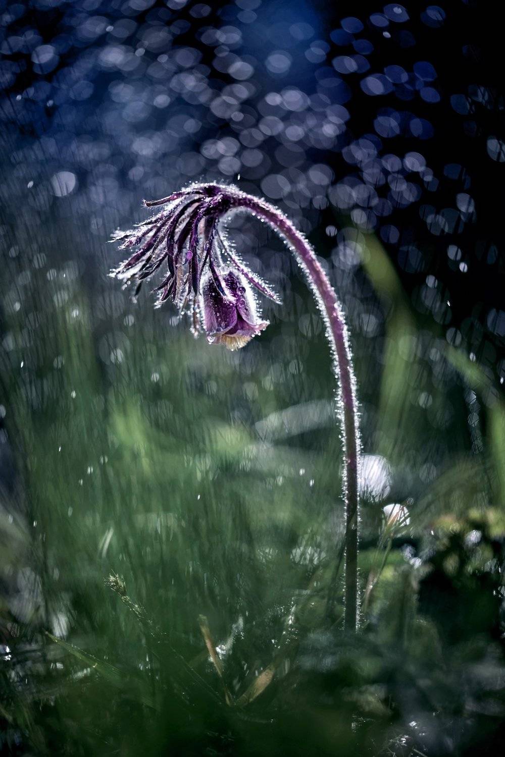 макро, макрофото, улитка, гриб, дождь, лес, природа, капли, никон, сигма, гелиос, macro, macro, snail, mushroom, rain, forest, nature, drops, nikon, sigma, sigma105,, Анна Дегтярёва