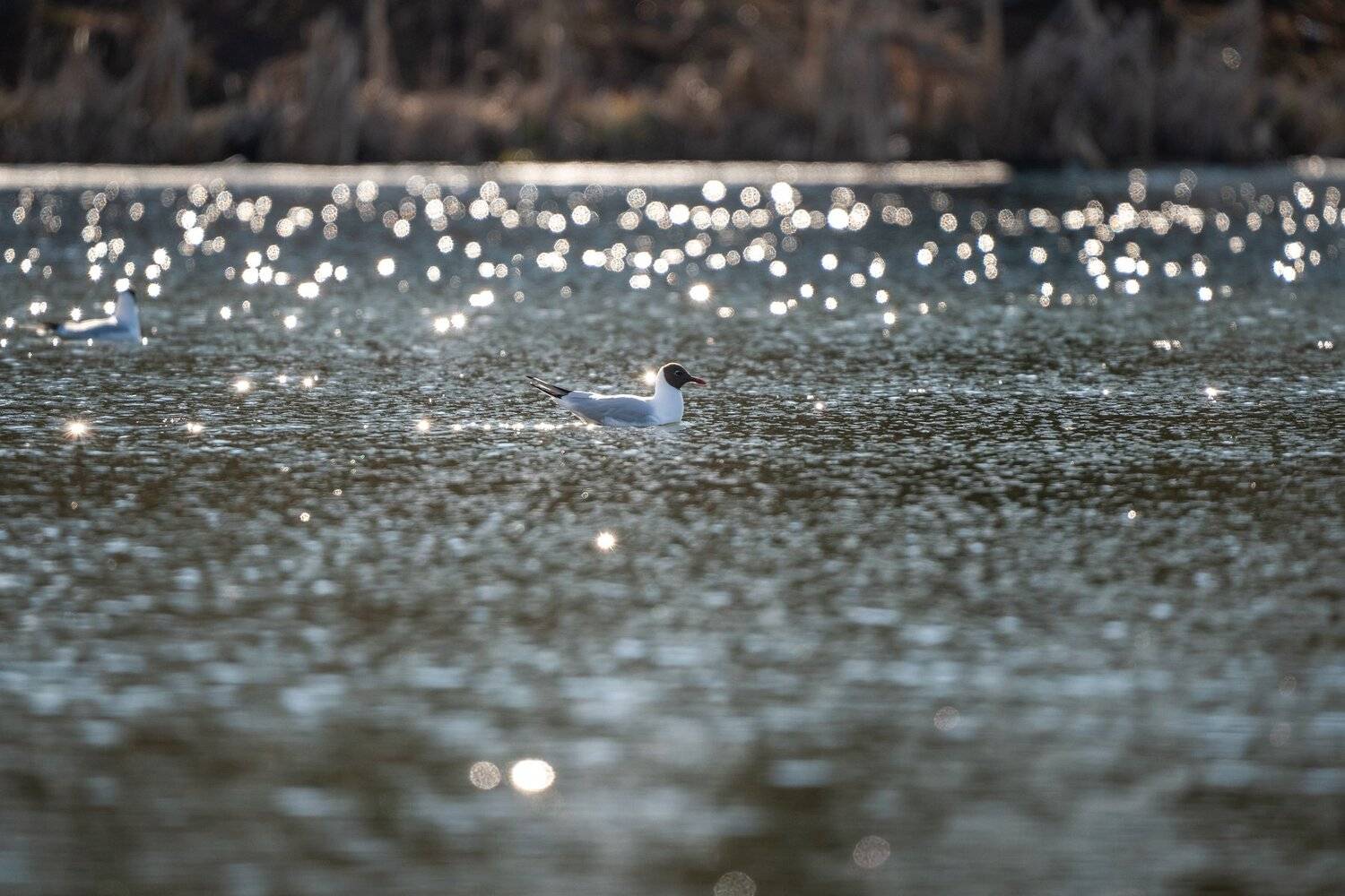 чайка и боке, Константин Дэм