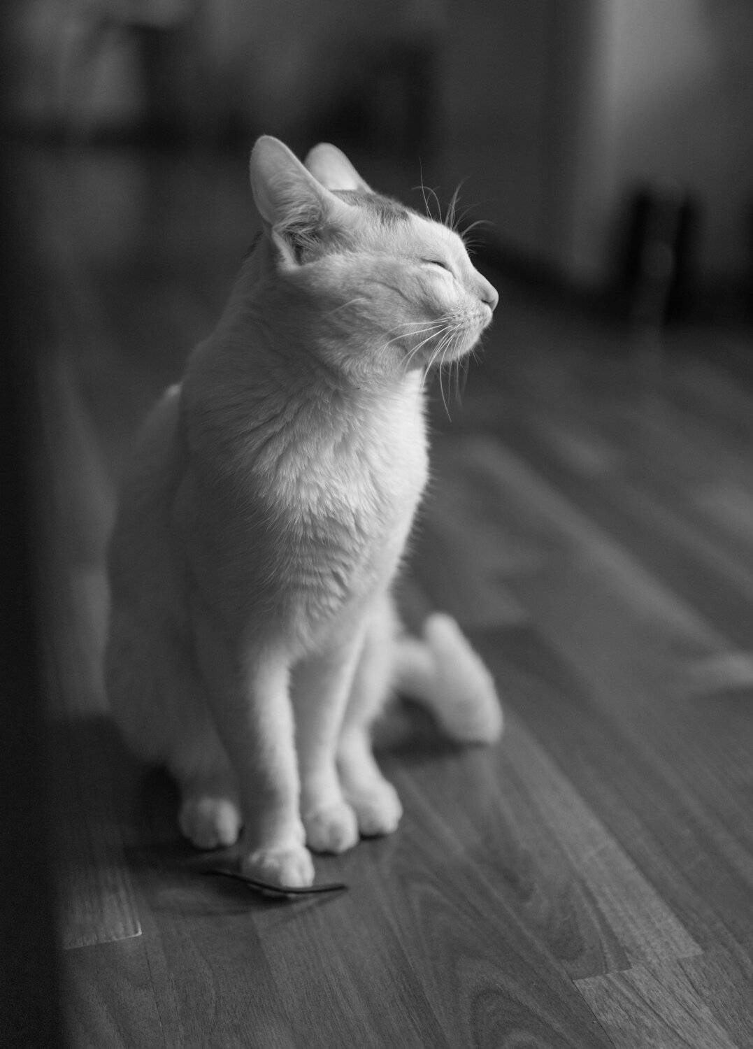 , Константин Дэм