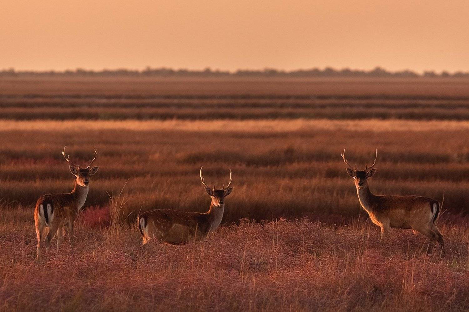 благородные олени, олени, джарылгач, украина, остров , рассвет, заповедник,nature reserve, red deer, deer, dzharylgach, ukraine, island, dawn, reserve, Наталия Деркач