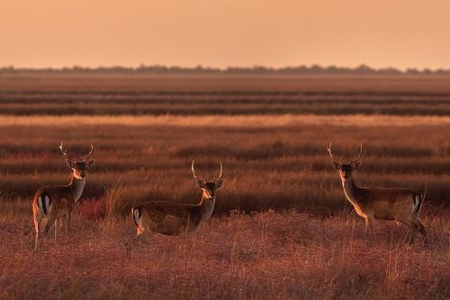 Неожиданная встреча