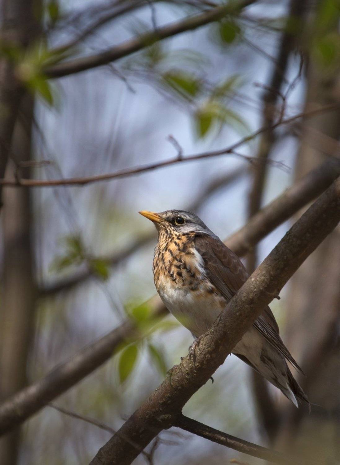 , Баранов Олег