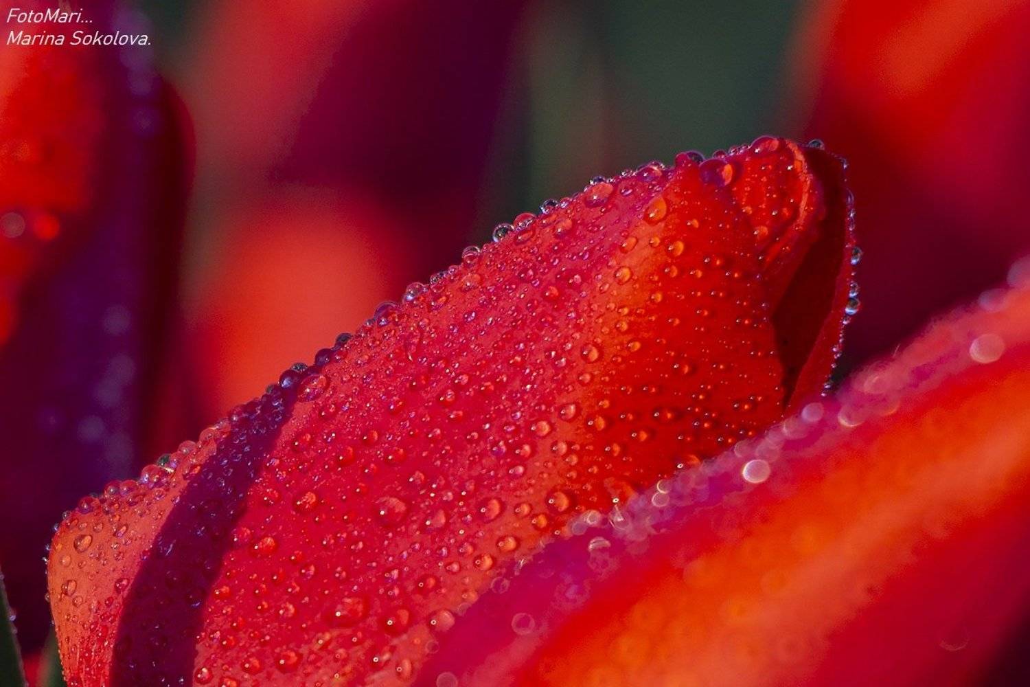 , Марина Соколова