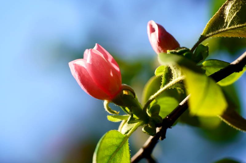 south korea, seoul, spring, flower, bokeh, fantastic, beautiful, pink, quince, fruit Quince flower фото превью