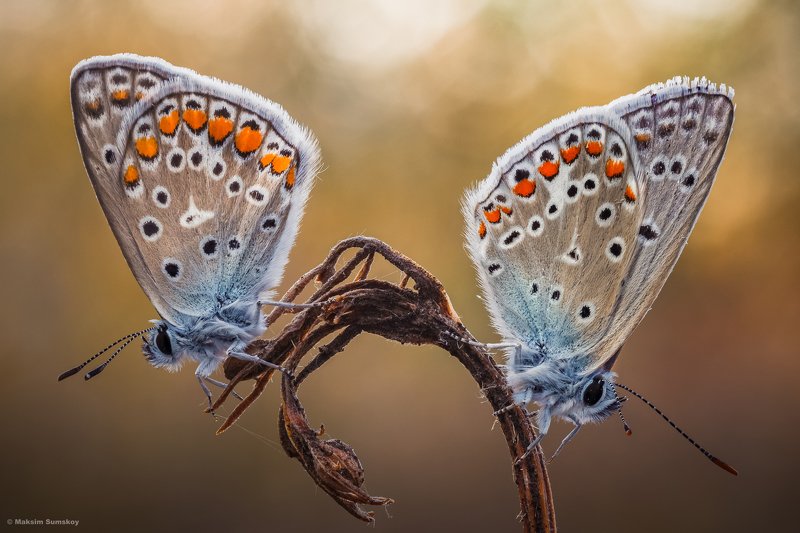 утро,стекинг,бабочка, *** фото превью
