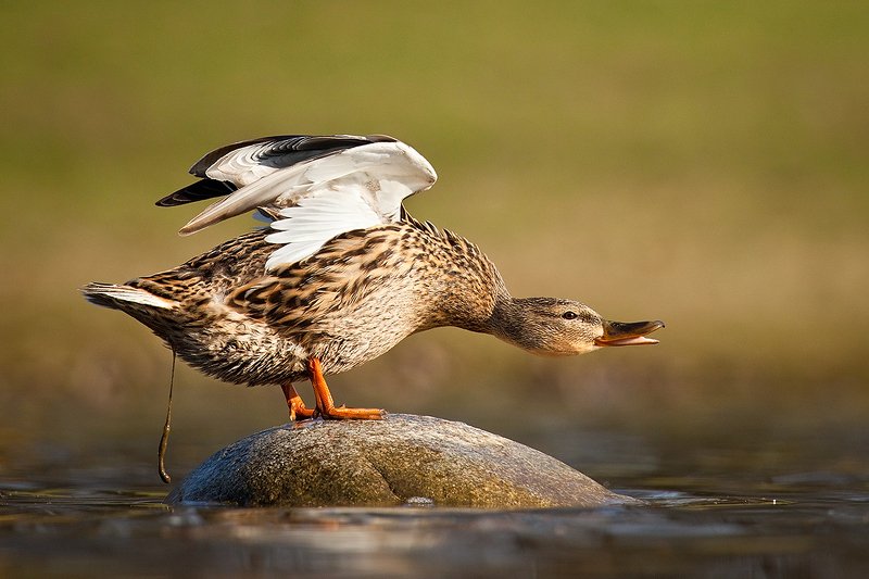 В туалете фото превью