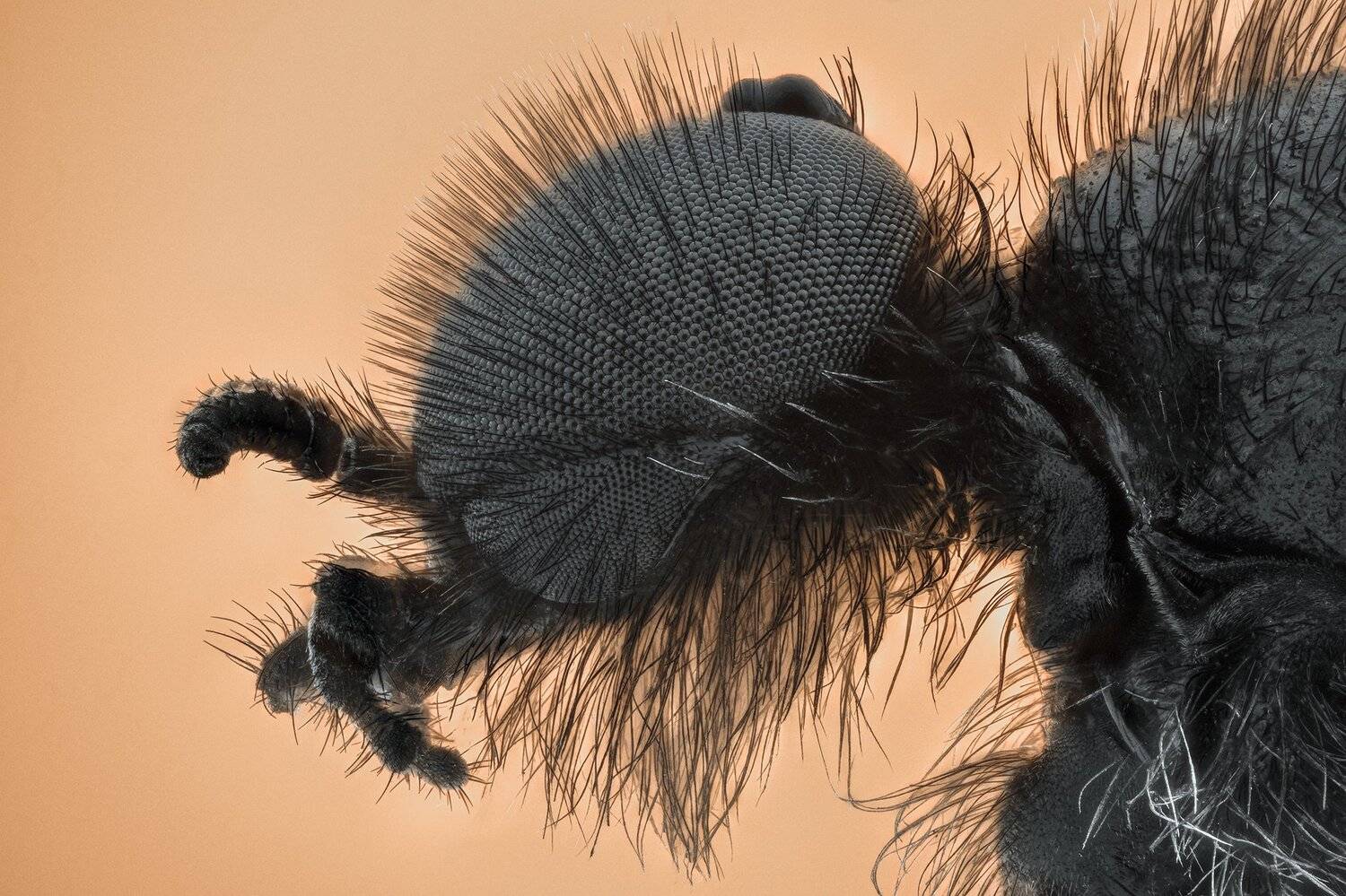 ceclii, macro, nikon d3400, semiplan, Tsvetan Ganev