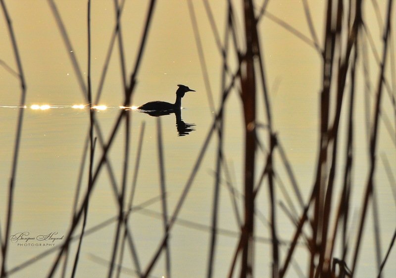 рассвет, утка, чомга С шлейфом солнечных брызг фото превью