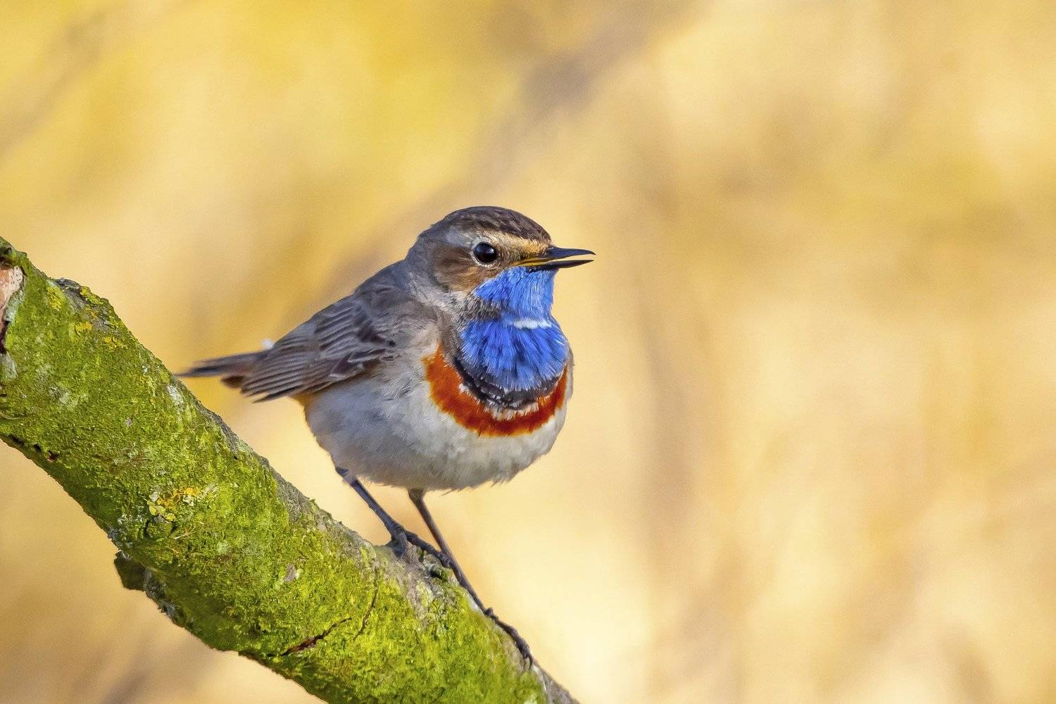 , Krzysztof Kozlowski